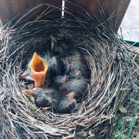 Meet your Posher, PhoebeNoel - Picture 13 of 15